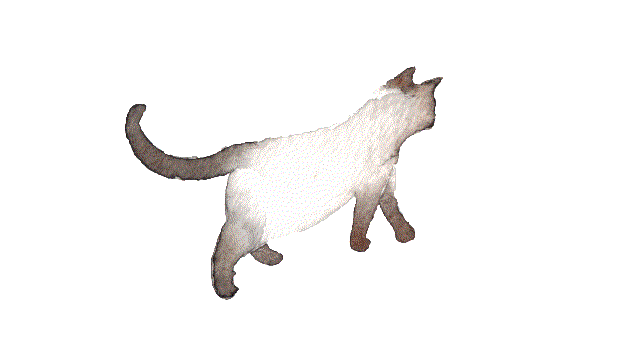 Cat 1